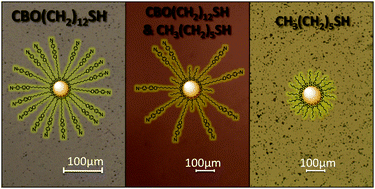 Graphical abstract: Tuning the miscibility of gold nanoparticles dispersed in liquid crystals via the thiol-for-DMAP reaction