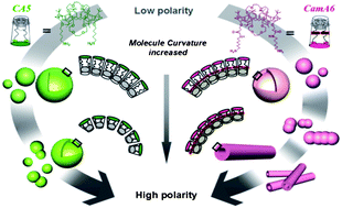 Graphical abstract: Structural factors of amphiphilic calix[6]biscrowns affecting their vesicle–nanotube transitions in self-assembly