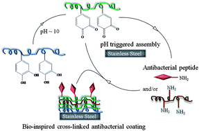 Graphical abstract: Sustainable and bio-inspired chemistry for robust antibacterial activity of stainless steel