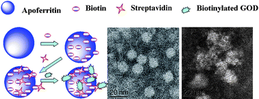 Graphical abstract: Apoferritin nanoparticle: a novel and biocompatible carrier for enzyme immobilization with enhanced activity and stability
