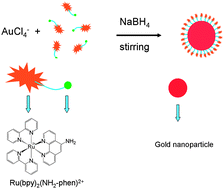 Graphical abstract: Synthesis and electrochemiluminescence of bis(2,2′-bipyridine)(5-amino-1,10-phenanthroline) ruthenium(ii)-functionalized gold nanoparticles