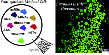Graphical abstract: Compartmentalized reactions as a case of soft-matter biotechnology: synthesis of proteins and nucleic acids inside lipid vesicles
