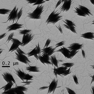 Graphical abstract: Acicular nanoparticles formed through coprecipitation of iron salts in the presence of bovine serum albumin