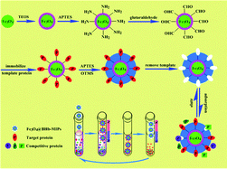 Graphical abstract: Preparation and characterization of uniformly sized molecularly imprinted polymers functionalized with core–shell magnetic nanoparticles for the recognition and enrichment of protein