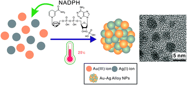 Graphical abstract: Synthesis of sub-5 nm Au–Ag alloy nanoparticles using bio-reducing agent in aqueous solution