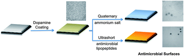 Graphical abstract: Non-leaching antimicrobial surfaces through polydopamine bio-inspired coating of quaternary ammonium salts or an ultrashort antimicrobial lipopeptide