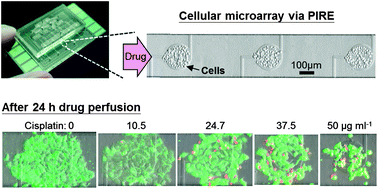 Graphical abstract: Dielectrophoresis-based cellular microarray chip for anticancer drug screening in perfusion microenvironments
