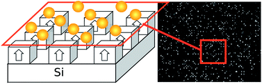 Graphical abstract: Diamagnetically trapped arrays of living cells above micromagnets