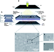 Graphical abstract: Lensless imaging for simultaneous microfluidic sperm monitoring and sorting