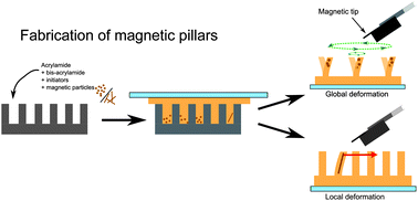 Graphical abstract: Magnetic micropillars as a tool to govern substrate deformations