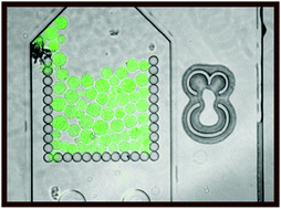 Graphical abstract: Development of a microfluidics biosensor for agarose-bead immobilized Escherichia coli bioreporter cells for arsenite detection in aqueous samples