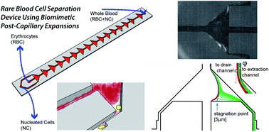 Graphical abstract: Biomimetic postcapillary expansions for enhancing rare blood cell separation on a microfluidic chip