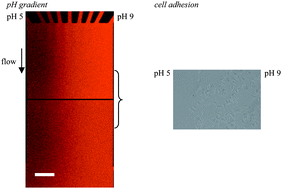 Graphical abstract: Polyelectrolyte multilayers generated in a microfluidic device with pH gradients direct adhesion and movement of cells
