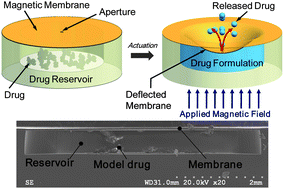 Graphical abstract: A magnetically controlled MEMS device for drug delivery: design, fabrication, and testing