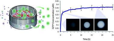 Graphical abstract: Continuous protein production in nanoporous, picolitre volume containers