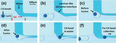 Graphical abstract: Rapid purification of cell encapsulated hydrogel beads from oil phase to aqueous phase in a microfluidic device