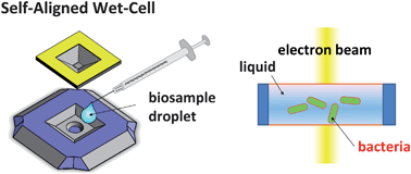 Graphical abstract: Self-aligned wet-cell for hydrated microbiology observation in TEM