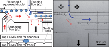 Graphical abstract: Guiding, distribution, and storage of trains of shape-dependent droplets