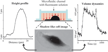 Graphical abstract: Dynamic measurement of the height and volume of migrating cells by a novel fluorescence microscopy technique