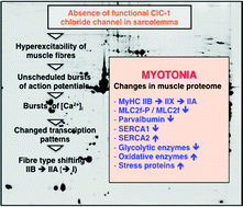 Graphical abstract: Identification of secondary effects of hyperexcitability by proteomic profiling of myotonic mouse muscle