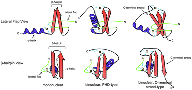 Graphical abstract: Functional diversification of the RING finger and other binuclear treble clef domains in prokaryotes and the early evolution of the ubiquitin system