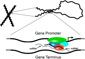 Graphical abstract: Transcriptional regulation by miRNA mimics that target sequences downstream of gene termini