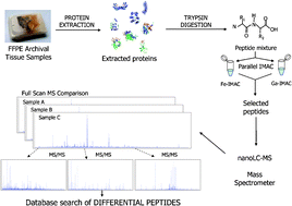 Graphical abstract: Protein phosphorylation analysis in archival clinical cancer samples by shotgun and targeted proteomics approaches