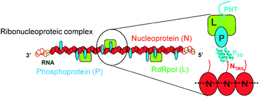 Graphical abstract: Structural disorder within paramyxovirus nucleoproteins and phosphoproteins