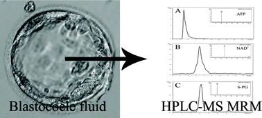 Graphical abstract: A mass spectrometry-based targeted metabolomics strategy of human blastocoele fluid: a promising tool in fertility research