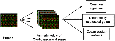 Graphical abstract: A systematic analysis of heart transcriptome highlights divergent cardiovascular disease pathways between animal models and humans