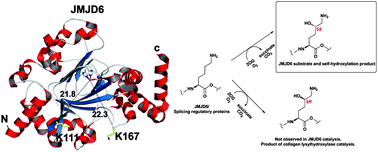 Graphical abstract: Self-hydroxylation of the splicing factor lysyl hydroxylase, JMJD6