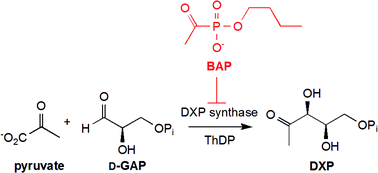 Graphical abstract: Selective inhibition of E. coli1-deoxy-d-xylulose-5-phosphate synthase by acetylphosphonates