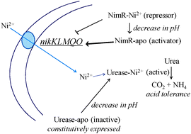 Graphical abstract: A novel nickel responsive MerR-like regulator, NimR, from Haemophilus influenzae