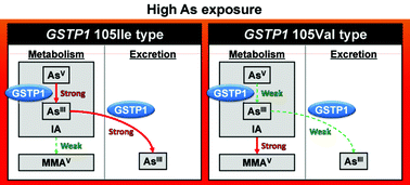Graphical abstract: Individual variations in arsenic metabolism in Vietnamese: the association with arsenic exposure and GSTP1 genetic polymorphism
