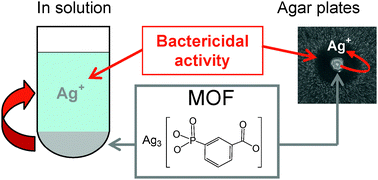 Graphical abstract: A silver-based metal–organic framework material as a ‘reservoir’ of bactericidal metal ions