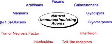 Graphical abstract: Natural glycans and glycoconjugates as immunomodulating agents