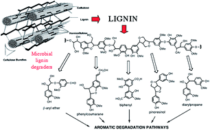 Graphical abstract: Pathways for degradation of lignin in bacteria and fungi