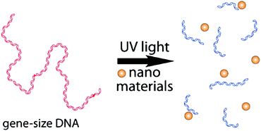 Graphical abstract: A facile method for the assessment of DNA damage induced by UV-activated nanomaterials