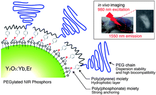 Graphical abstract: Near-infrared (1550 nm) in vivo bioimaging based on rare-earth doped ceramic nanophosphors modified with PEG-b-poly(4-vinylbenzylphosphonate)