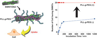 Graphical abstract: Enhanced cell uptake via non-covalent decollation of a single-walled carbon nanotube-DNA hybrid with polyethylene glycol-grafted poly(l-lysine) labeled with an Alexa-dye and its efficient uptake in a cancer cell