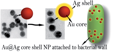Graphical abstract: Enhanced antibacterial activity of bimetallic gold-silver core–shell nanoparticles at low silver concentration