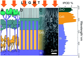 Graphical abstract: Nanorainforest solar cells based on multi-junction hierarchical p-Si/n-CdS/n-ZnO nanoheterostructures