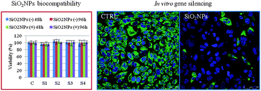 Graphical abstract: SiO2 nanoparticles biocompatibility and their potential for gene delivery and silencing