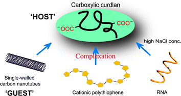 Graphical abstract: A pH-responsive carboxylic β-1,3-glucan polysaccharide for complexation with polymeric guests