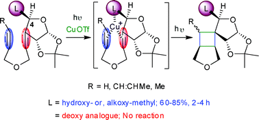 Graphical abstract: Unprecedented influence of remote substituents on reactivity and stereoselectivity in Cu(i)-catalysed [2 + 2] photocycloaddition. An approach towards the synthesis of tricycloclavulone