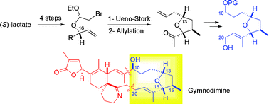 Graphical abstract: Synthesis of the gymnodimine tetrahydrofuran core through a Ueno–Stork radical cyclization