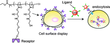 Graphical abstract: Artificial polymeric receptors on the cell surface promote the efficient cellular uptake of quantum dots