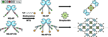 Graphical abstract: Protein assemblies by site-specific avidin–biotin interactions