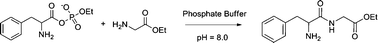 Graphical abstract: Biomimetic peptide bond formation in water with aminoacyl phosphate esters