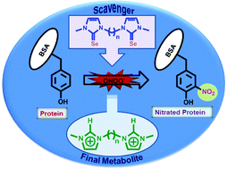 Graphical abstract: Inhibition of peroxynitrite- and peroxidase-mediated proteintyrosine nitration by imidazole-based thiourea and selenourea derivatives